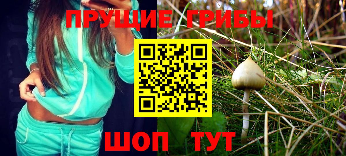 Галлюциногенные грибы Psilocybe Полысаево